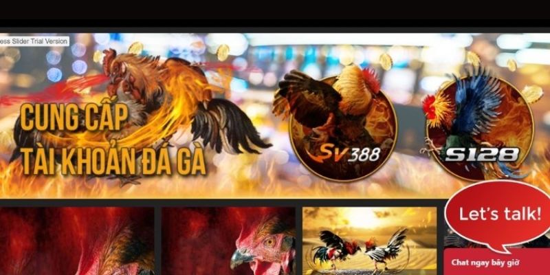 Các sảnh cược đá gà có tại W9bet